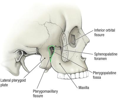 thumbs/Skeleton of Pterygopalantine and Infratemporal Fossae.jpeg.jpg